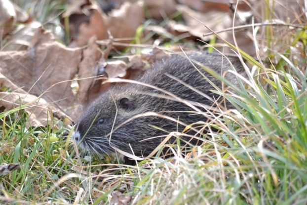 cuccioli di nutria... in gennaio
